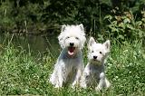 WESTIE 312